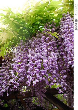 藤の花 409972