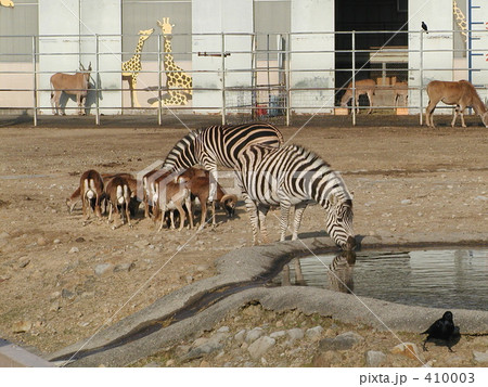 シマウマと仲間たち シマウマと仲間たち 410003