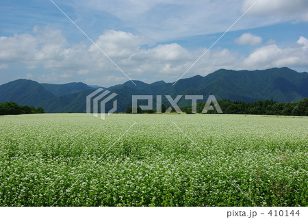 そば畑　蕎麦畑 410144