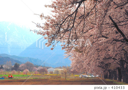 桜並木 410433