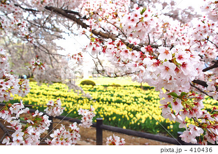 桜 桜 410436