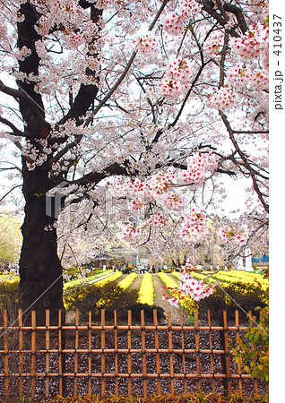桜 桜 410437
