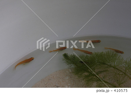 ヒメダカ　０８　＋ヤマトヌマエビ 410575