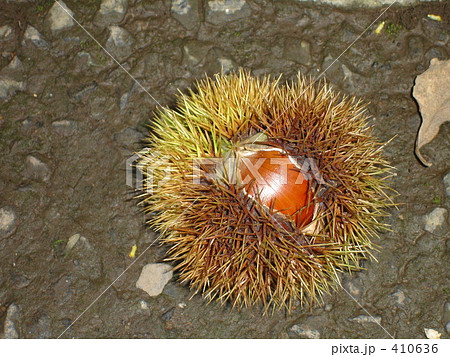 栗(2) 栗(2) 410636