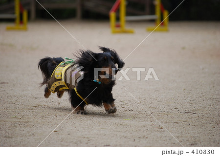 走る犬・ダックス 410830