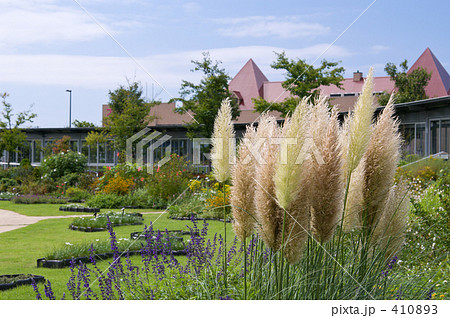 パンパスグラス 410893