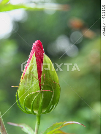 モミジアオイ 411119