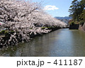 桜、満開です！ 411187
