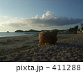 ヤドカリと戯れて 411288
