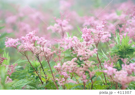 シモツケソウ群生 411307