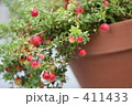 クランベリー 411433
