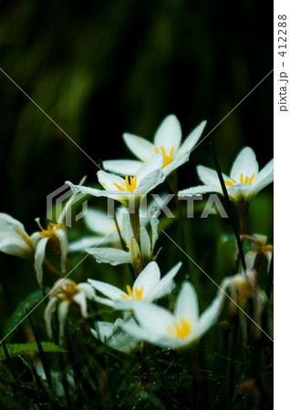 Rain lily Rain lily 412288