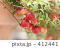 クランベリー　アップ 412441