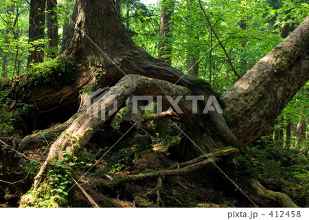 絡み合う木々 412458