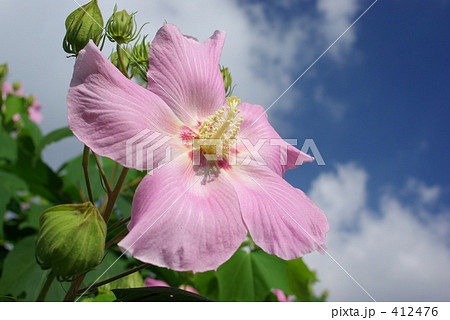 芙蓉の花 412476