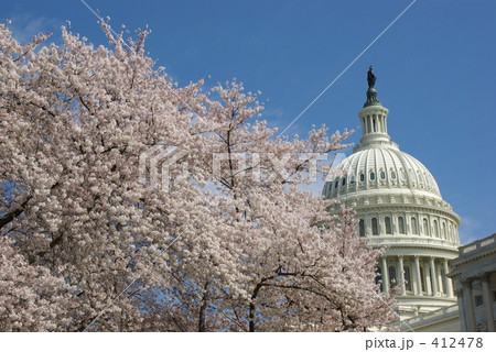 米国議会議事堂と桜 412478