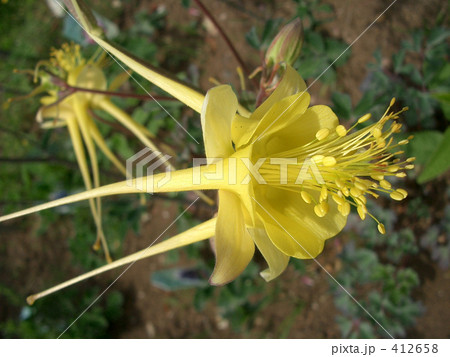 いかりそう 412658