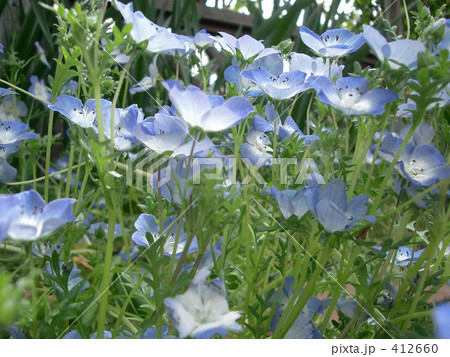 青い花 412660