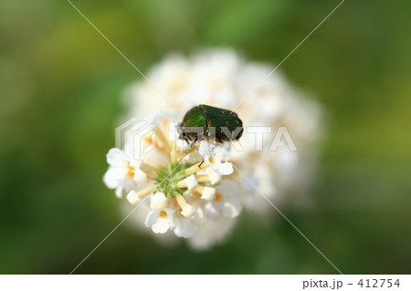 房藤空木の花にとまるコアオハナムグリ 412754