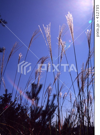 昼下がりの草原 412785