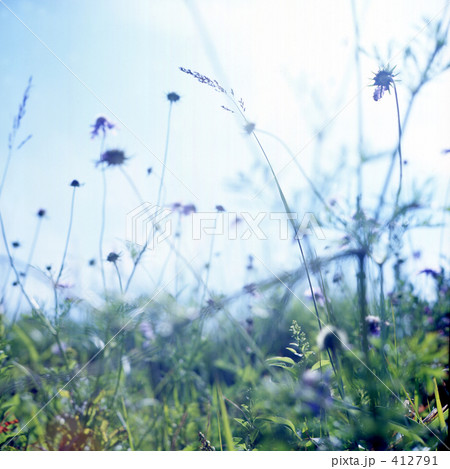 春の風の写真素材 [412791] - PIXTA