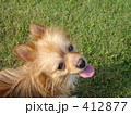 犬３ 412877