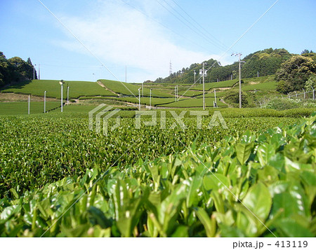 お茶畑 お茶畑 413119