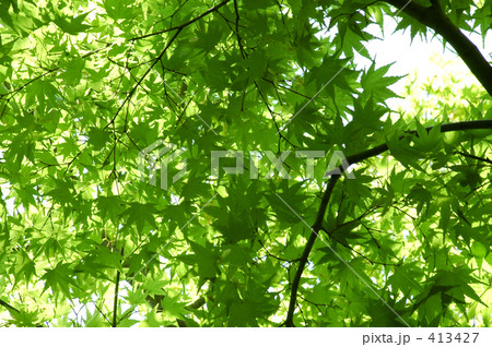 the green the green 413427