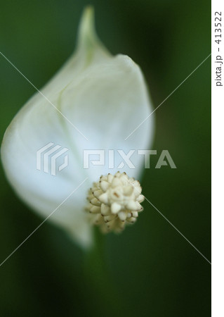 スパシフィラムのフォルム スパシフィラムのフォルム 413522