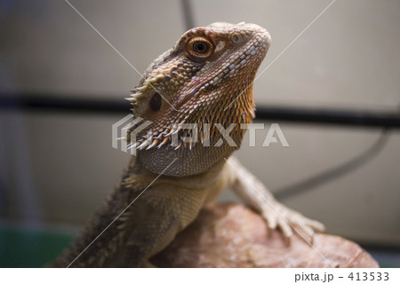 トカゲ 爬虫類 フトアゴ 蜥蜴 癒し の写真素材
