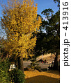 イチョウ 413916
