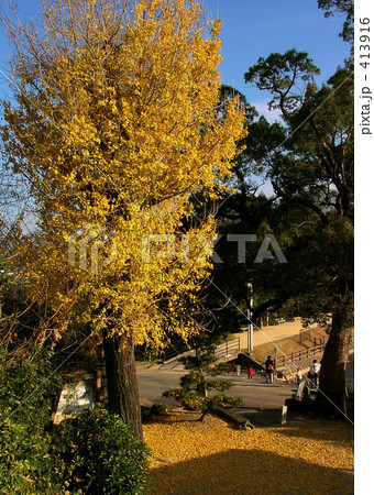 イチョウ 413916