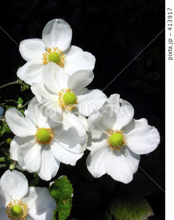 シュウメイギク 413917