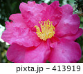 山茶花 413919