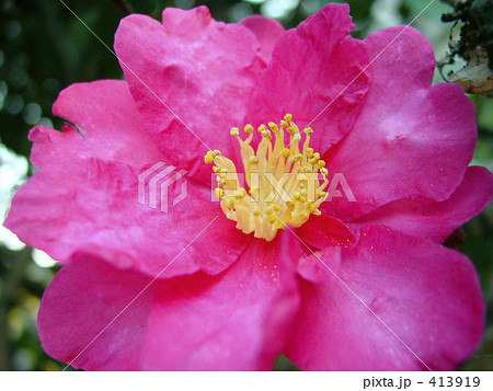山茶花 413919