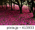 山茶花 413933