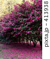 山茶花 413938