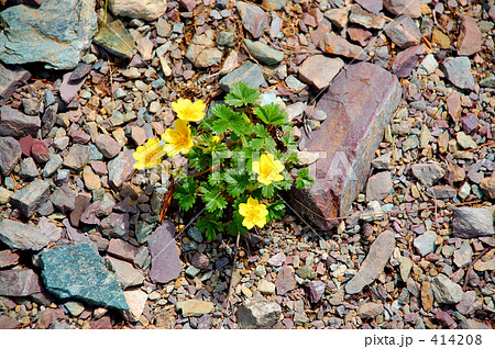 山の花 414208