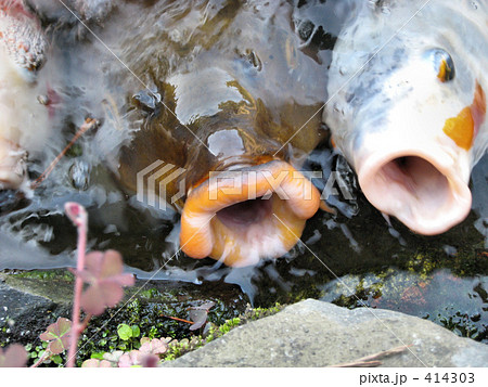 食いしん坊な鯉 食いしん坊な鯉 414303