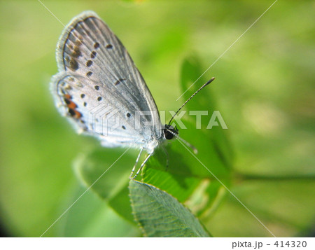 シジミチョウ 414320