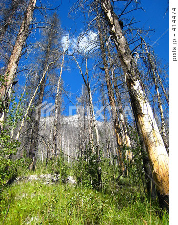 青空と林 414474