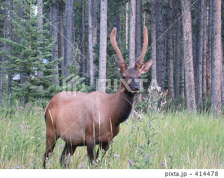林の中のエルク　1 414478