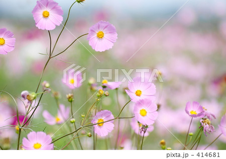 こすもす畑 414681