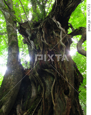 森の合体 森の合体 414721