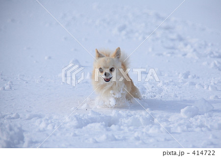 チワワ チワワ 414722