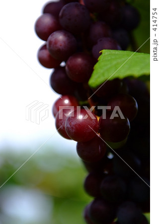 ぶどうのアップ 414754
