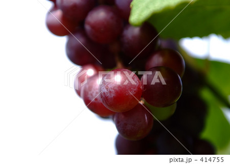 ぶどうのアップ 414755