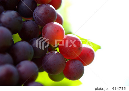 ぶどうのアップ 414756