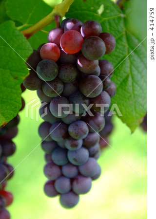 スチューベン 414759