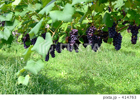 グレープ 414763